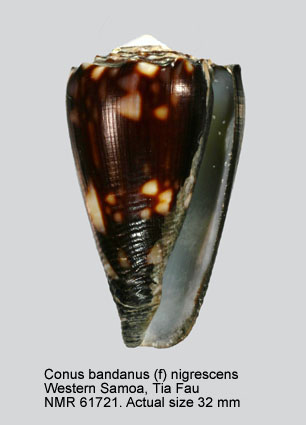 Conus bandanus (f) nigrescens.jpg - Conus bandanus (f) nigrescensG.B.Sowerby,1859